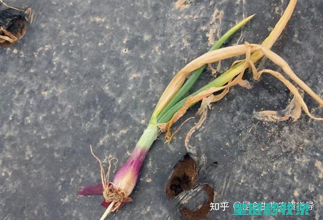 葱根再生：解锁葱类植物可持续发展的秘密武器 (葱根还会继续生长吗)