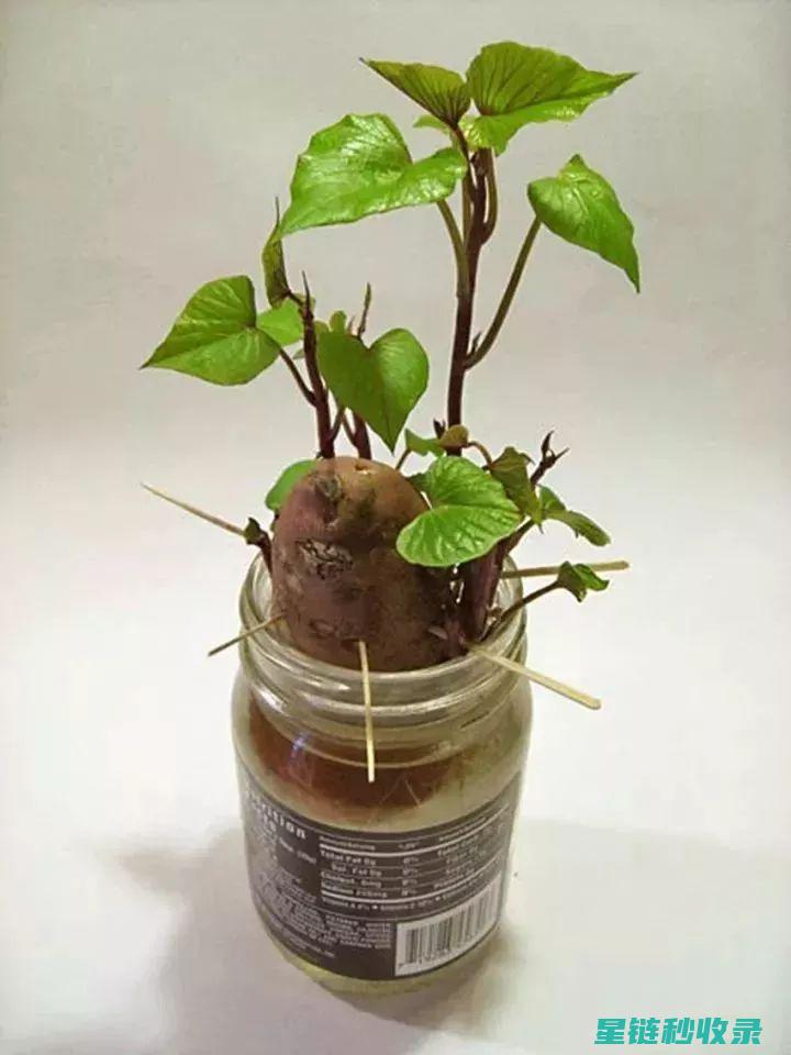 探索红薯水培技巧，打造无土栽培新潮流 (红薯水培视频)