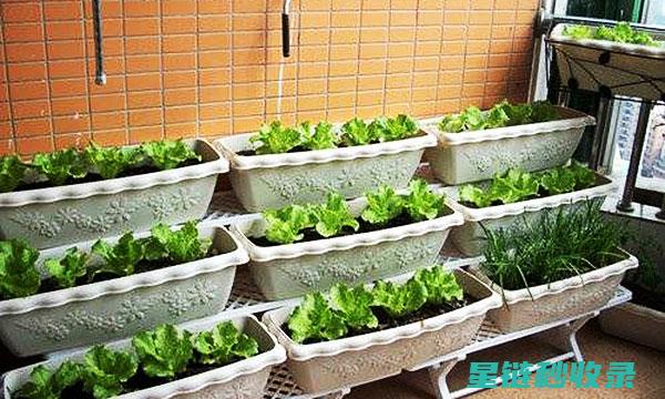《在阳台种菜？这份专业指南为你保驾护航》 (在阳台种菜用什么装土好)