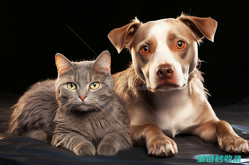 狗狗和猫咪都需要打哪些疫苗？种类大揭秘 (狗狗和猫咪都能看的动画片)