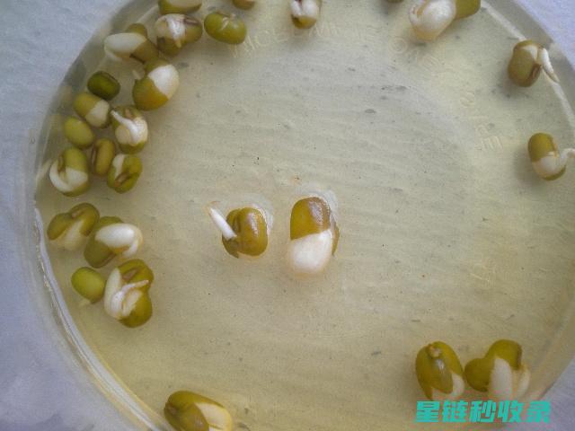 《绿豆发芽：自然界的神奇蜕变之旅》 (绿豆发芽了还能煮绿豆汤吗)