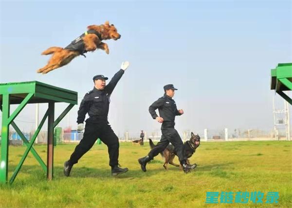 关注宠物安全细节，为爱宠保驾护航 (关注宠物安全英语作文)