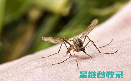 蚊虫叮咬后的止痒妙招，你一定要试试 (蚊虫叮咬后的图片)
