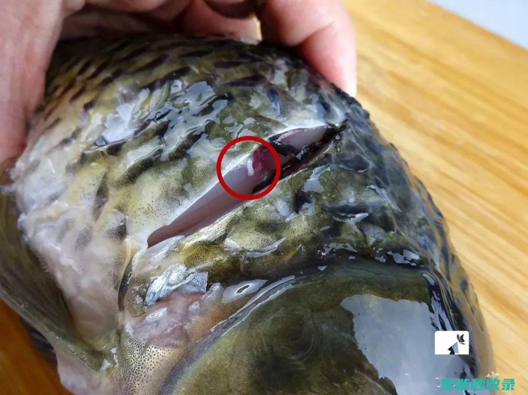 去除鱼腥味，这些步骤你一定不要跳过 (去除鱼腥味的有效方法)