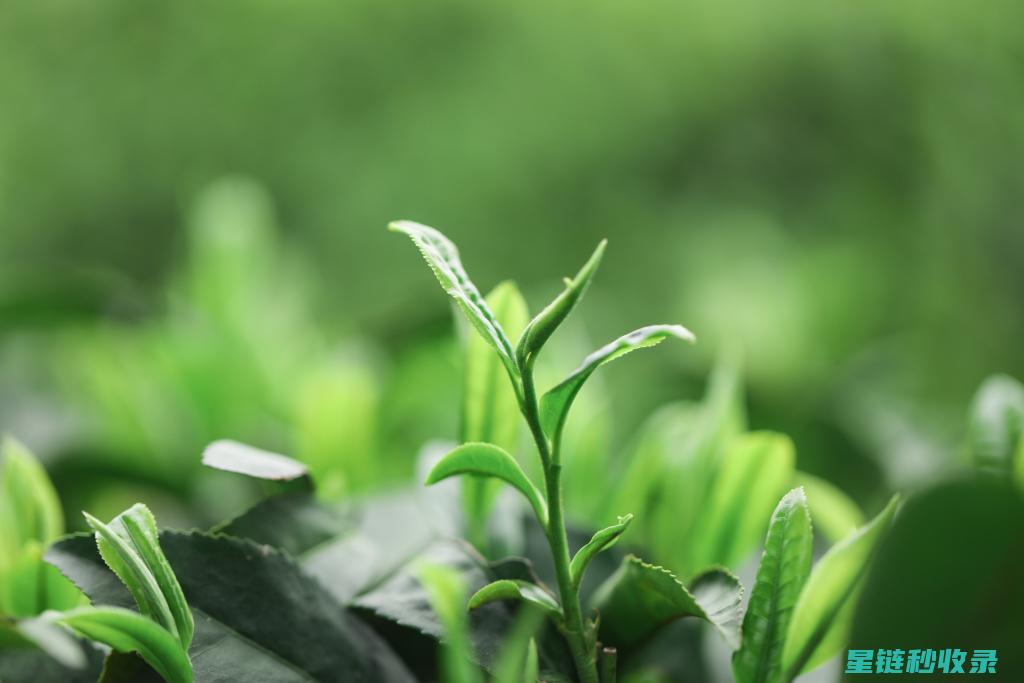 茶叶渣的环保潜力：从废物到生物材料 (茶叶渣环保项目)