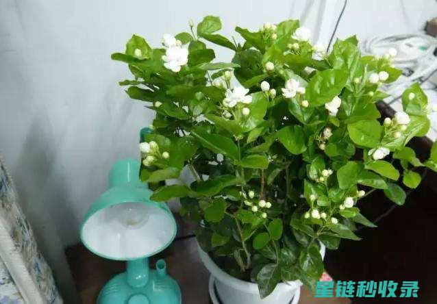 延长鲜花花期：园艺爱好者必备的实用知识 (延长鲜花花期的小妙招)