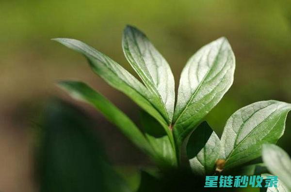 植物叶片光亮的奥秘：如何为植物提供最佳生长条件 (植物叶片光亮剂配方)