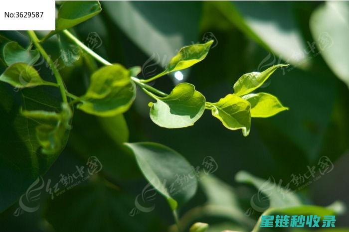 叶片光亮植物的养护秘籍：从选种到日常护理 (叶片光亮植物有哪些)