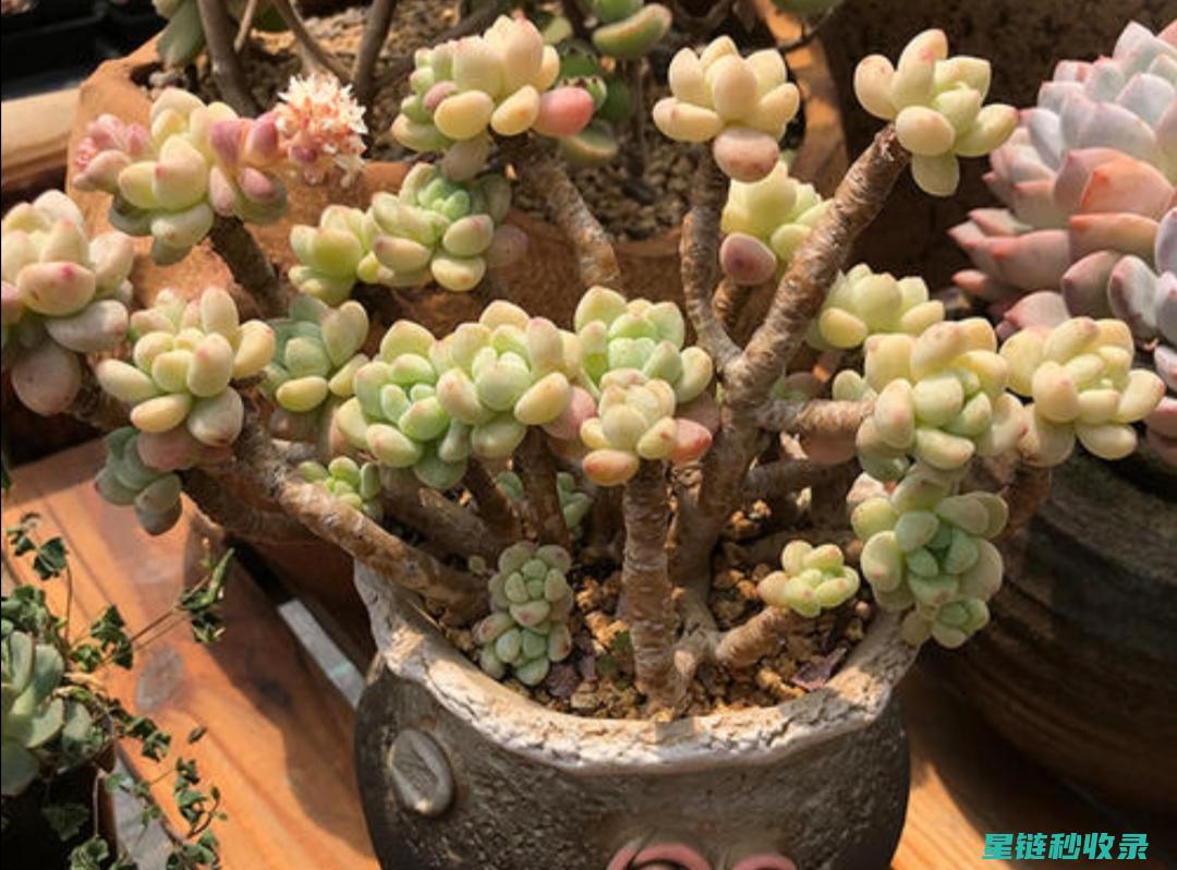 多肉植物养护：如何利用环境因素提升养护效果 (多肉植物养护方法)
