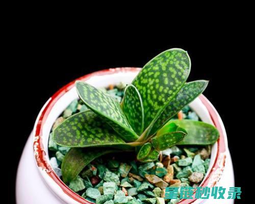 多肉植物养护：如何在寒冷地区成功养活多肉 (魔法师多肉植物养护)