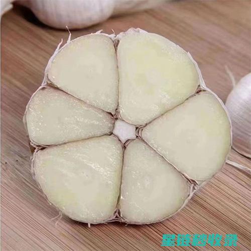 冬季保存大蒜的正确姿势，你学会了吗？ (冬季保存大蒜能放多久)